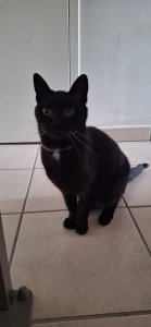 Photo de galerie - Poupie, chatte adorable que j'ai gardé