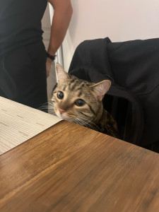 Photo de galerie - Garde chat