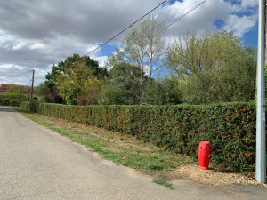 Photo de galerie - Taille de haies et d'arbustes