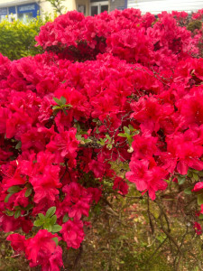 Photo de galerie - Femme de menage