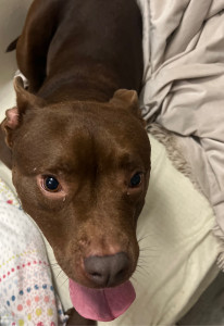 Photo de galerie - J’ai garder une american Bully de 5ans 