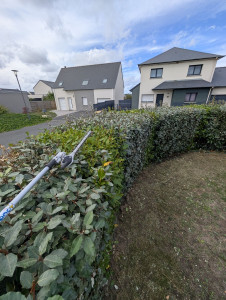 Photo de galerie - Taille de haie 