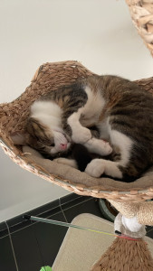 Photo de galerie - Garde chat 