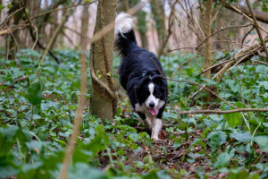 Photo de galerie - Photographie animaux