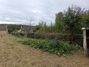 Photo de galerie - Taille de haies et d'arbustes