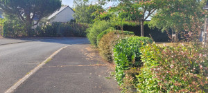 Photo de galerie - Taille de haies champêtre 