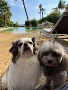 Photo de galerie - Garde chien