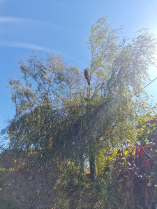 Photo de galerie - Démontage en grimpe sur arbre de grande hauteur, avec ébranchage progressif et sécurisation complète de la zone. Intervention propre et maîtrisée.