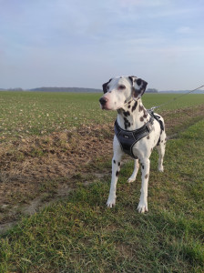 Photo de galerie - Pongo un très beau dalmatien qui adore les câlins! 