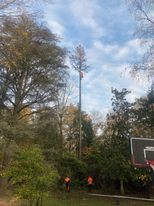 Photo de galerie - Abattage