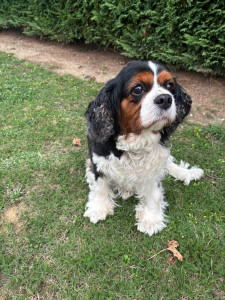 Photo de galerie - Garde chien