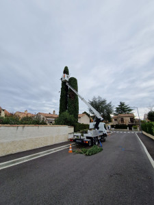 Photo de galerie - Taille de cyprès Florentin