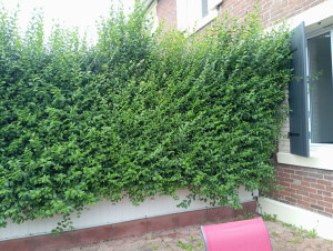 Photo de galerie - Taille de haies et d'arbustes