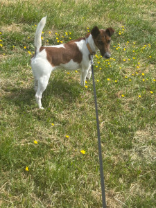 Photo de galerie - Fox terrier 