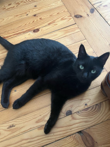 Photo de galerie - Garde de chat