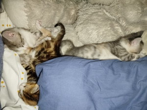 Photo de galerie - Garde de 3 chatons d'un mois.
2 semaines de garde et de biberons.