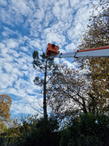 Photo de galerie - Elagage et coupe d'arbres
