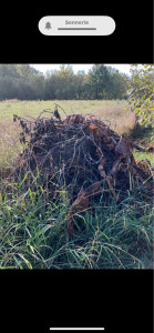 Photo de galerie - Tonte de pelouse - Débroussaillage