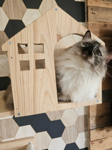 Photo de galerie - Tahiti la plus belle des ragdolls