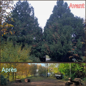 Photo de galerie - Abattage de deux thuyas de 15m