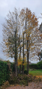 Photo de galerie - élagage de plusieurs arbres 