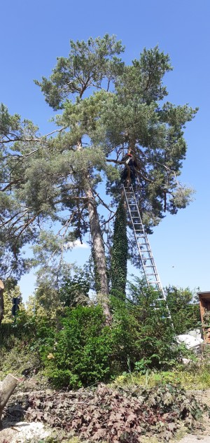 Photo de galerie - Elagage et coupe d'arbres