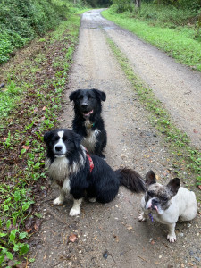 Photo de galerie - Garde chien