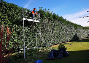 Photo de galerie - Taille de haie