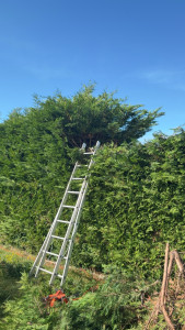 Photo de galerie - Taille de rabattage de la haie avec réduction en hauteur suite à demande de mairie