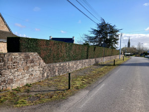 Photo de galerie - Taille de thuyas