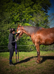 Photo de galerie - Soin et travail aux chevaux lors de votre absence