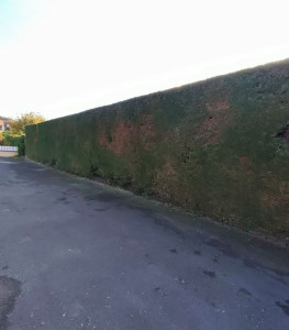 Photo de galerie - Taille d'une haie de cyprès 