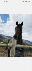 Photo de galerie - Stan cheval dont je m occupe quand ses propriétaires sont absents 
