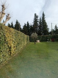 Photo de galerie - Taille 100 m de haie eleagnus