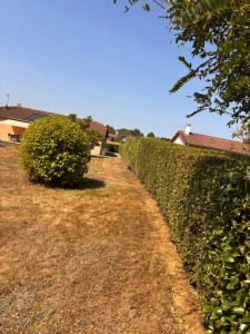 Photo de galerie - Taille d’une haie , cyprès/laurier/troène , mis en forme arbuste 