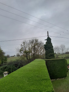 Photo de galerie - Taille haie de sapin