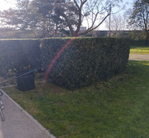 Photo de galerie - Taille de haies