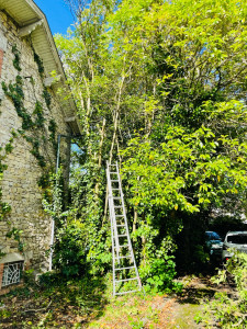 Photo de galerie - Elagage et coupe d'arbres