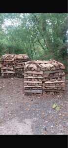 Photo de galerie - Elagage et coupe d'arbres