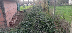 Photo de galerie - Ronces