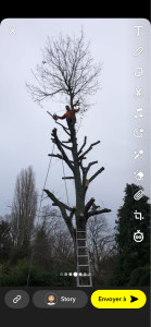 Photo de galerie - Elagage et coupe d'arbres