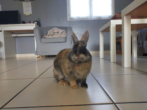 Photo de galerie - Notre lapin
