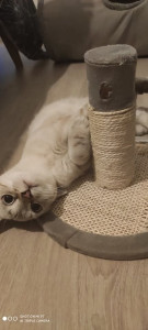 Photo de galerie - Loki, petit mâle de 6mois