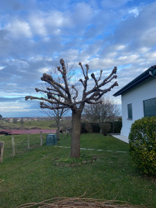 Photo de galerie - Elagage et coupe d'arbres