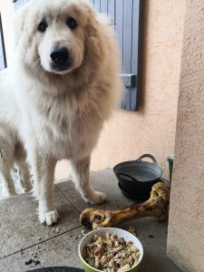 Photo de galerie - Garde chien