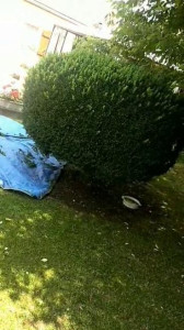 Photo de galerie - Jardinier