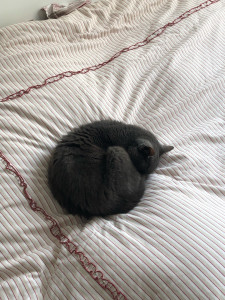 Photo de galerie - Garde de Léa, tout s’est très bien passé, nous avons hâte de la revoir !