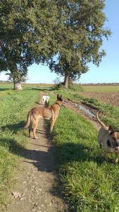 Photo de galerie - Isis avec Laeka et...une petite intrus ; ) mon agnele rescapée, sous surveillance à domicile
Sur la distance des promenades (2/jr sans compter les sorties besoins) je M'ADAPTE à vos toutous. et si tout va bien 5kms par promenade