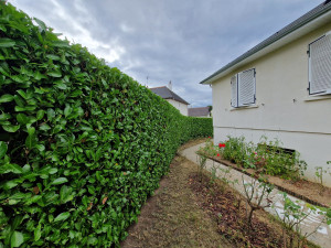 Photo de galerie - Taille de haie