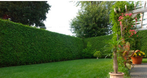 Photo de galerie - Un jardin parfait, c’est Marvin.C Élagage .